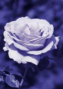 blue rose