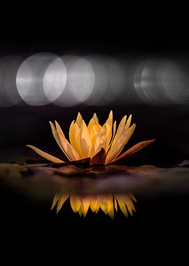 Water lily