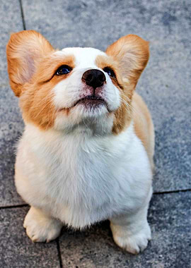Gorgeous Corgi Dog
