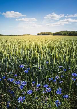 Summer Fields Cornflower