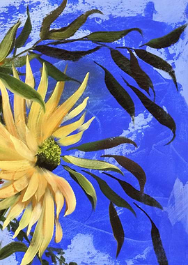 Yellow Sunflower in Summer