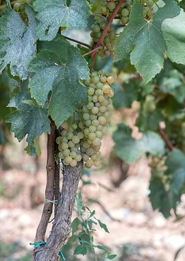grape grows on vineyard