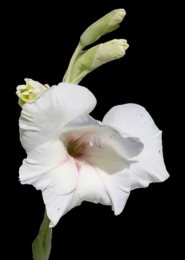 petunia in the garden