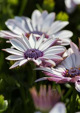 white daisy in bloom