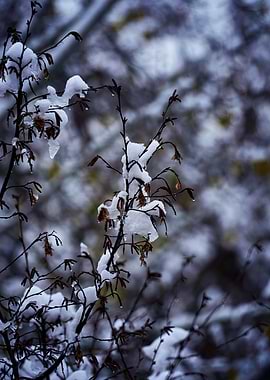 tree and snow in winter