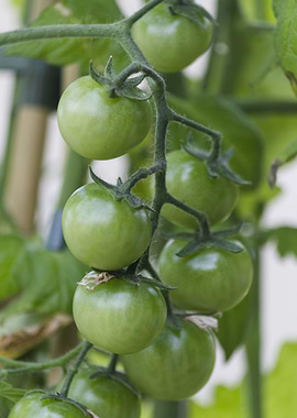 tomatoes in the garden