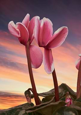 pink cyclamen in bloom