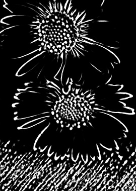 white daisy in bloom