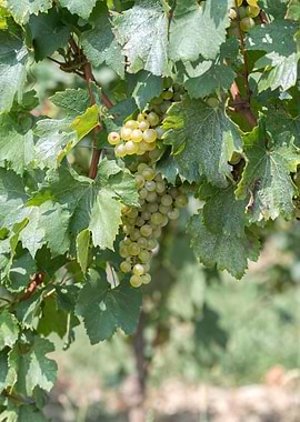 grape grows on vineyard