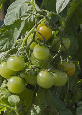tomatoes in the garden