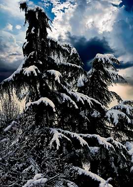 tree and snow in winter
