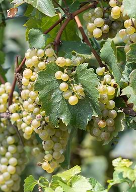 grape grows on vineyard