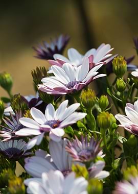 white daisy in bloom