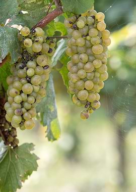 grape grows on vineyard