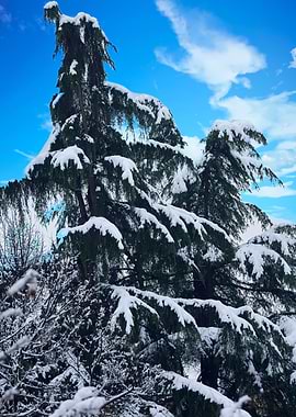 tree and snow in winter