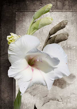 petunia in the garden