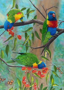 Lorikeets gum blossoms 2