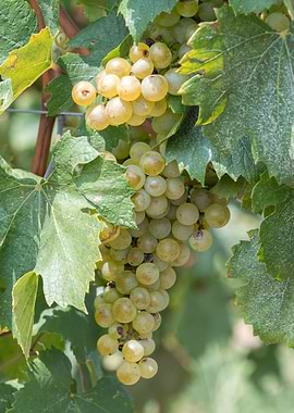 grape grows on vineyard