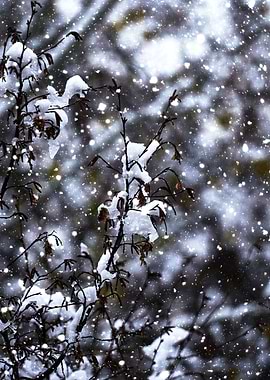 tree and snow in winter