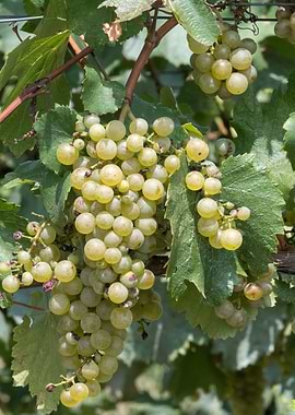 grape grows on vineyard