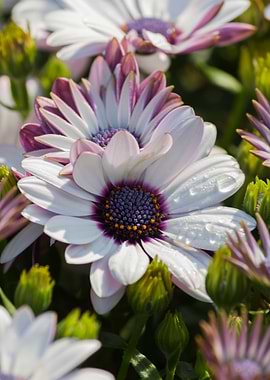 white daisy in bloom