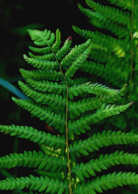 fern plant in the garden