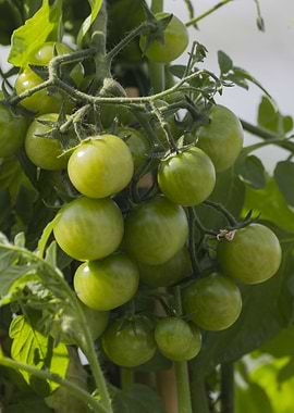 tomatoes in the garden