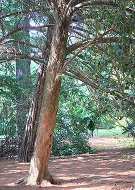 Sun and shade in the woods