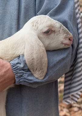 lamb with shepherd