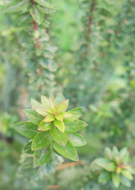 Green plant leaves field 2