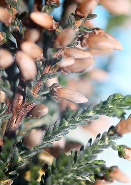 Erica blossoming Ericaceae