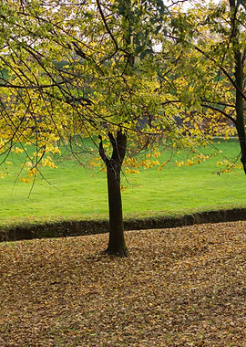 tree in the park