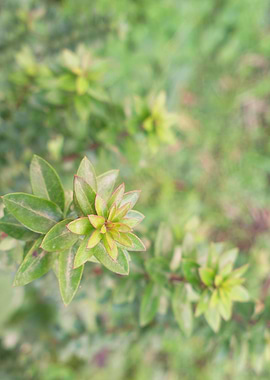 Green plant leaves field