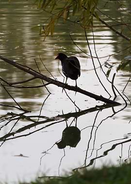 bird on lake