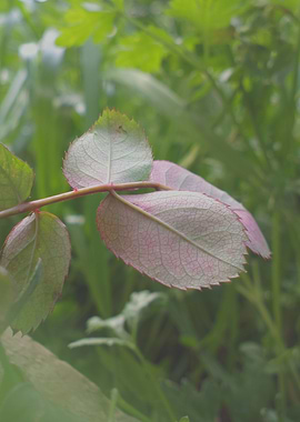 green and purple plant