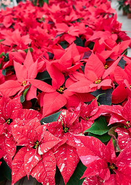 red poinsettia at Christma