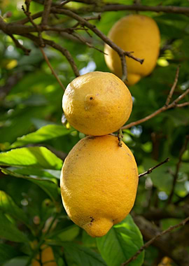 Fresh lemons on a tree