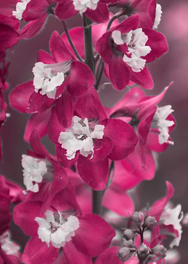 flower in spring season