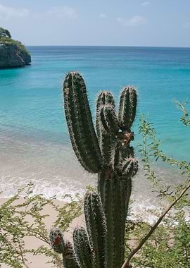 Tropical Cactus Ocean 1