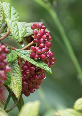 red rosehips in the garden