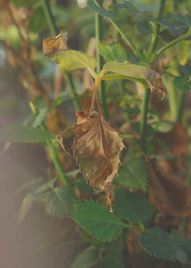 Alive and dead leaf plant