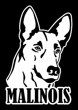 Malinois