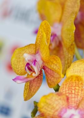 orchid in the garden