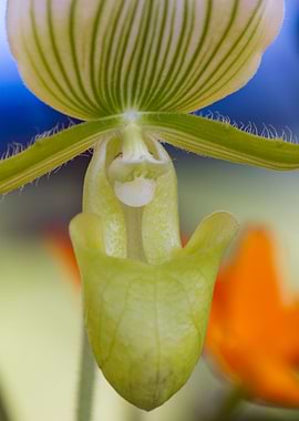 orchid in the garden