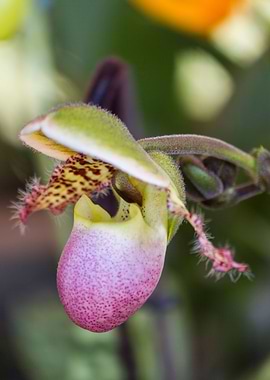 orchid in the garden