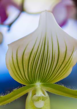 orchid in the garden