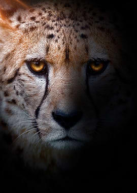 WILD CHEETAH portrait