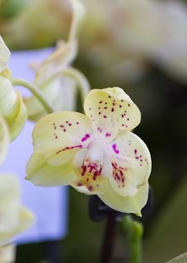 orchid in the garden