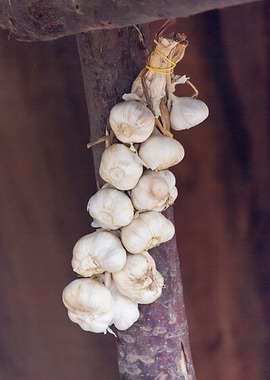 gsrlic hung in the hut