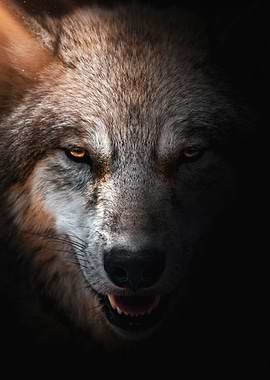 wild wolf portrait poster